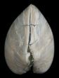 Polished Fossil Clam - Small Size #5281-1